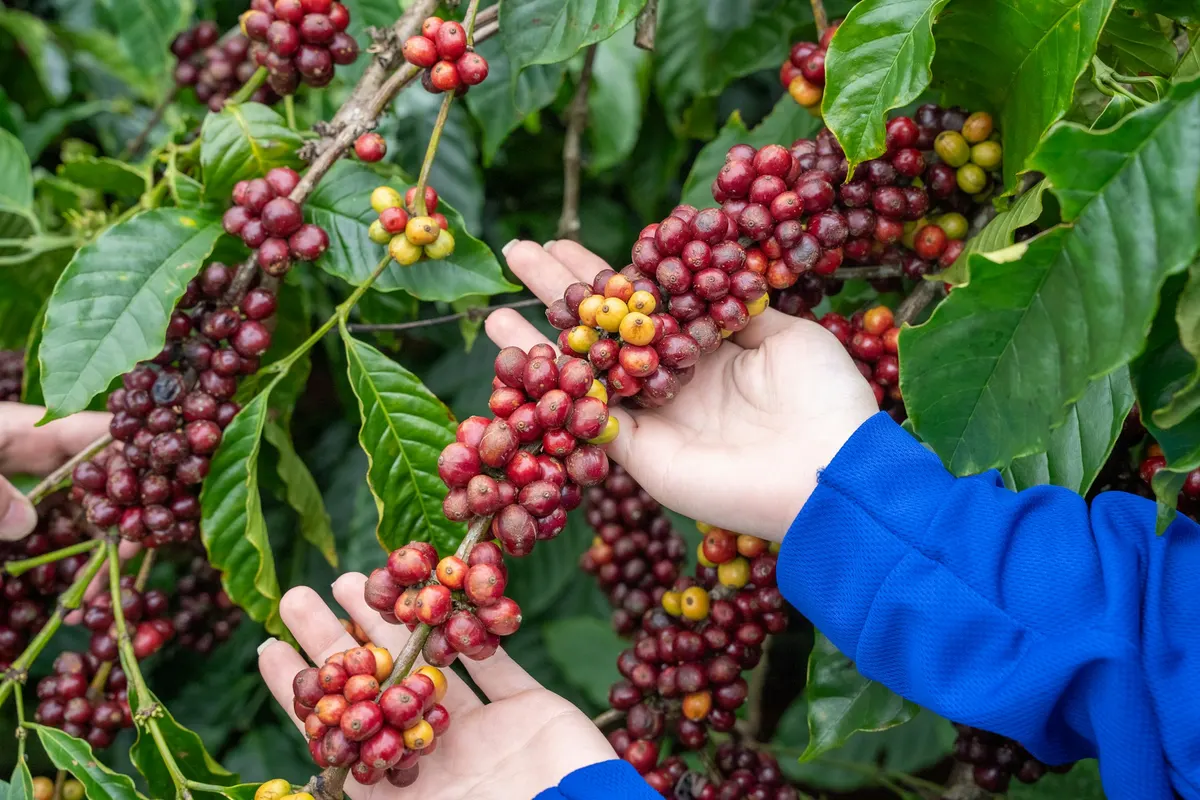 Mãos colhendo frutos de café maduros
